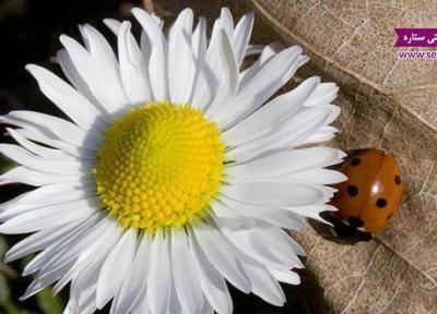 بابونه برای پوست چه خواص شگفت انگیزی دارد؟ بابونه برای پوست چه خواص شگفت انگیزی دارد؟